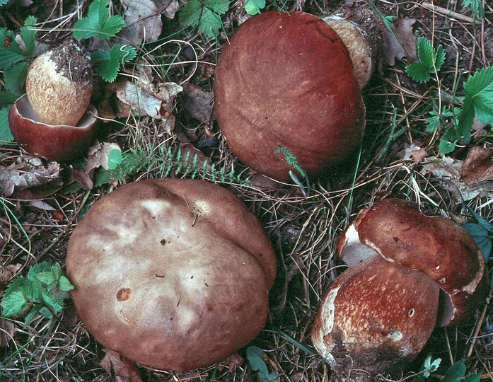 Boletus reticulatus?