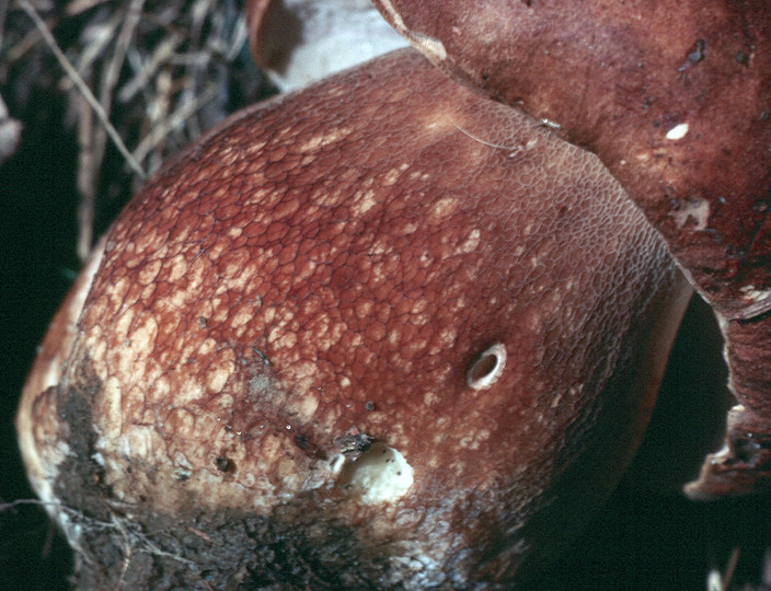 Boletus reticulatus?