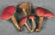 Boletus rubellus