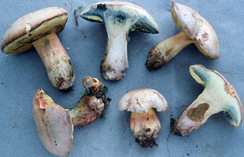 Boletus fechtneri