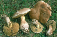 Boletus fechtneri