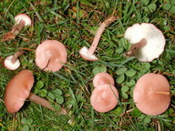 Calocybe carnea