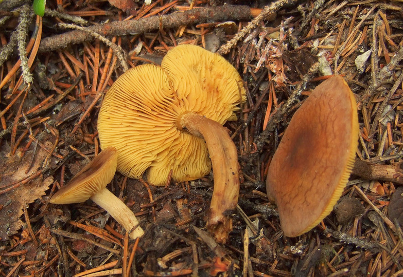 Calocybe onychina