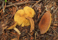 Calocybe onychina