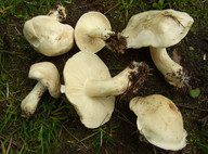 Calocybe gambosa