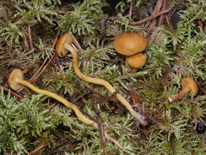 Calocybe fallax