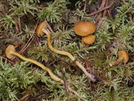 Calocybe fallax