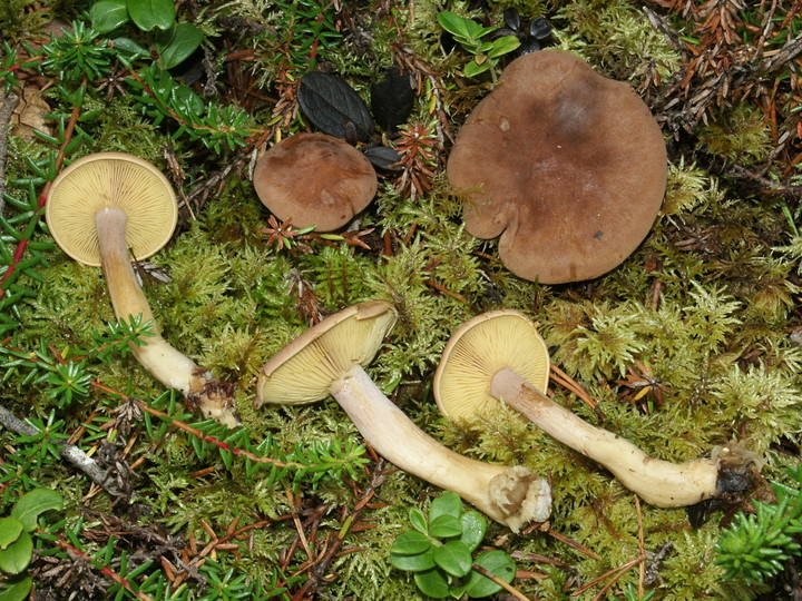 Calocybe onychina