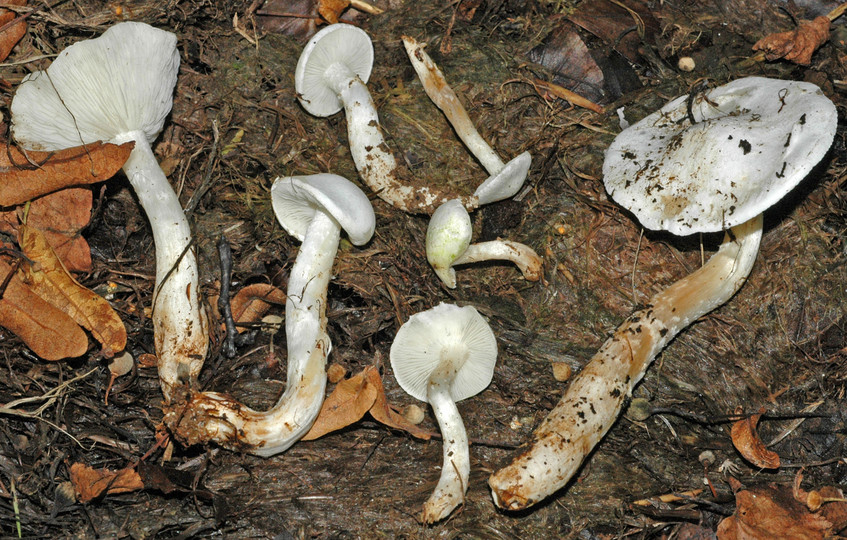 Calocybe constricta