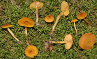 Calocybe fallax