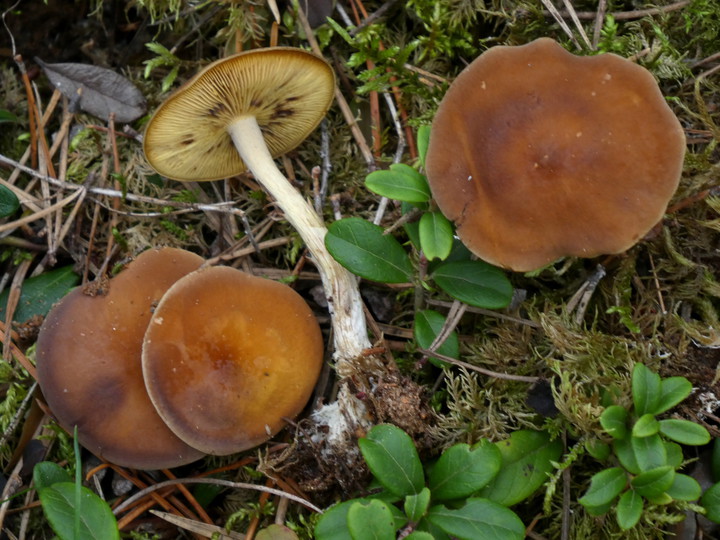 Calocybe onychina