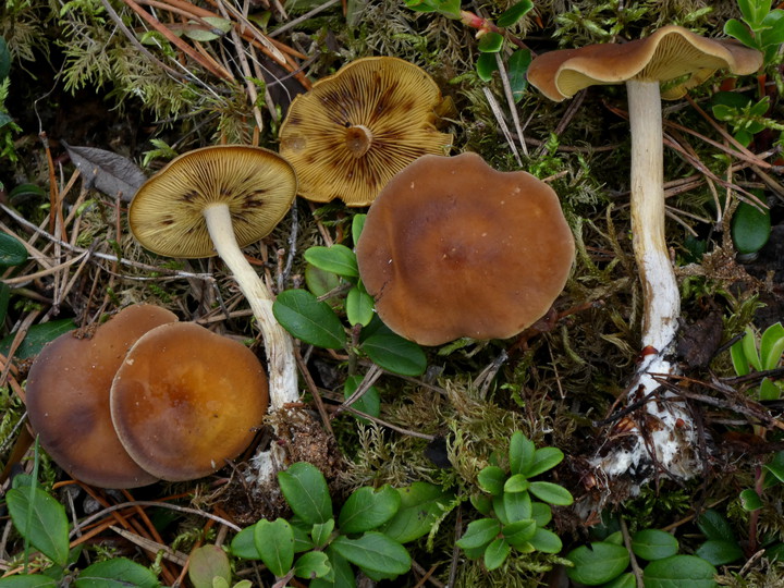 Calocybe onychina