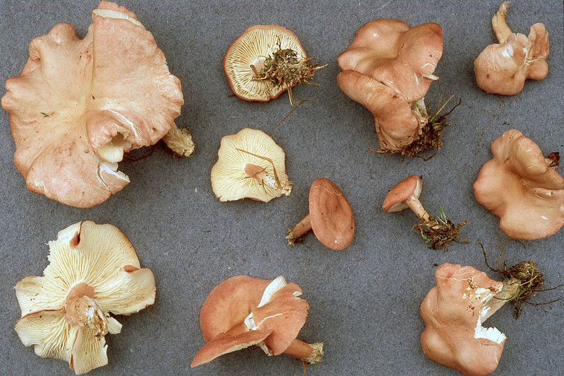 Calocybe carnea