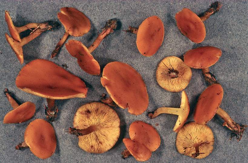 Calocybe chrysenteron