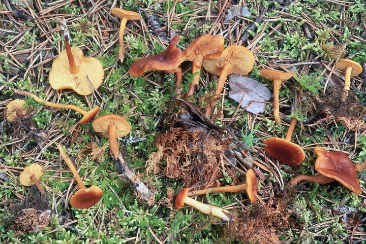 Calocybe chrysenteron