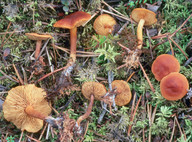 Calocybe chrysenteron