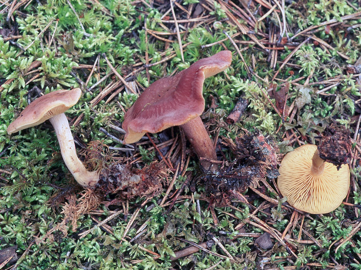 Calocybe onychina