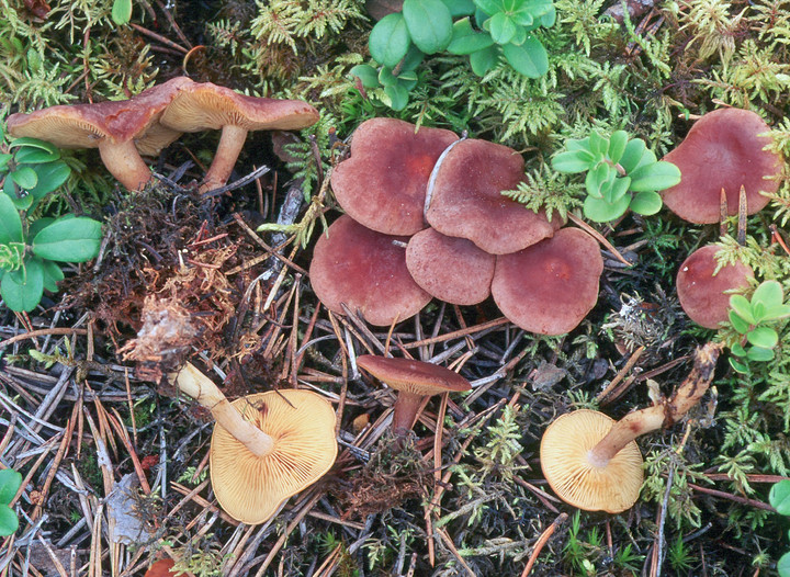 Calocybe onychina