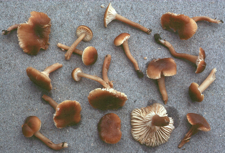 Camarophyllopsis schulzeri