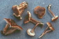 Camarophyllopsis schulzeri