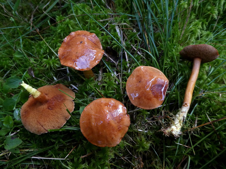 Chalciporus piperatus