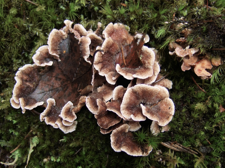 Chondrostereum purpureum