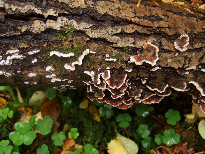 Chondrostereum purpureum