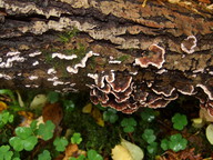 Chondrostereum purpureum