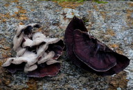 Chondrostereum purpureum