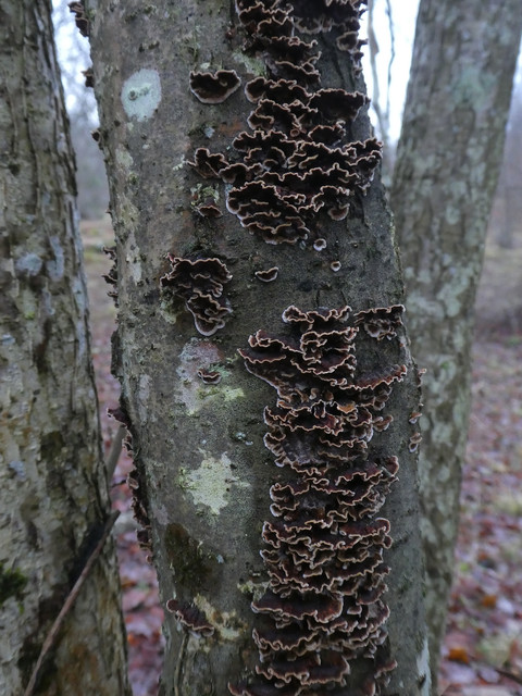 Chondrostereum purpureum