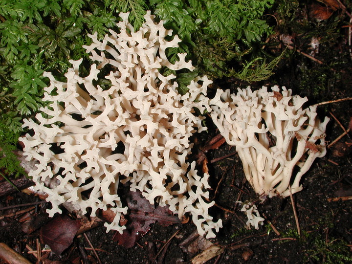 Clavaria sp.