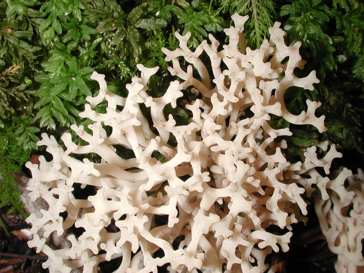 Clavaria sp.