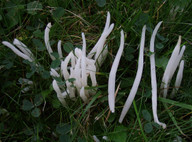 Clavaria vermicularis