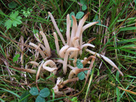 Clavaria fumosa