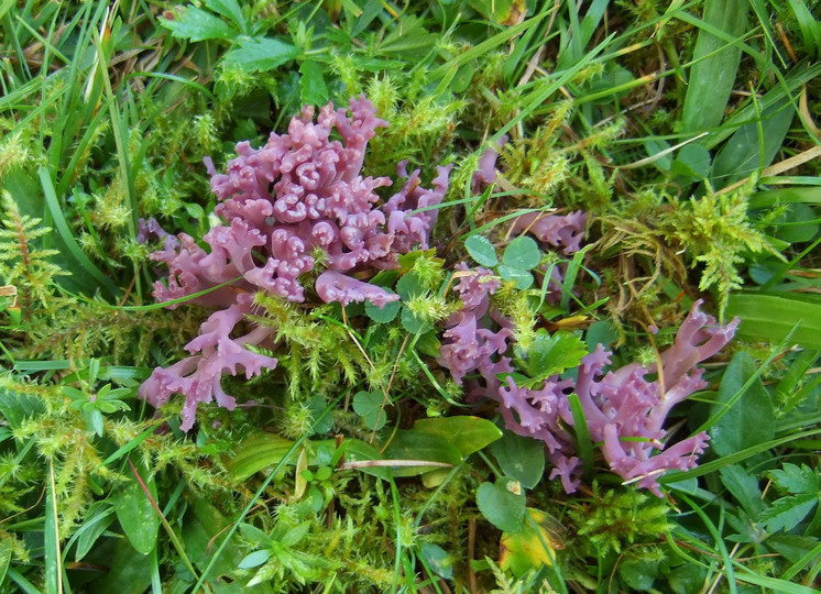 Clavaria zollingeri