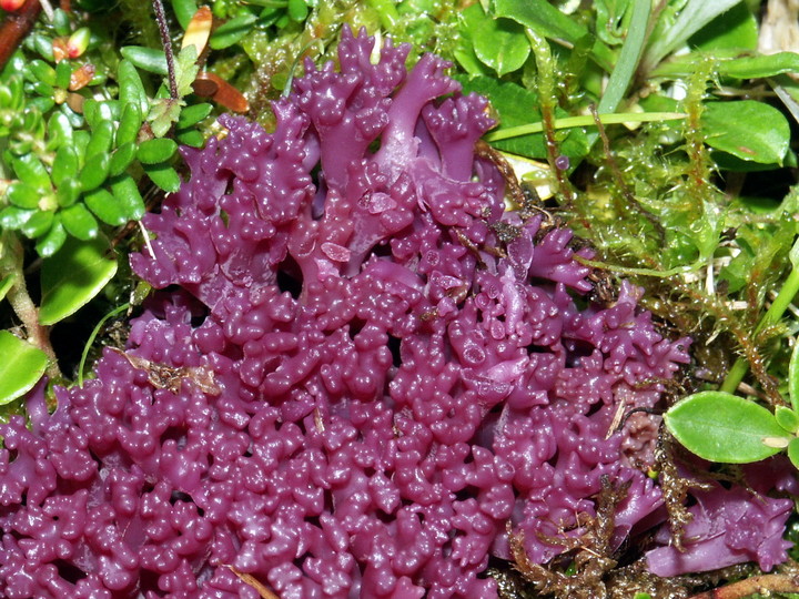 Clavaria zollingeri