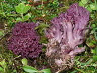 Clavaria zollingeri