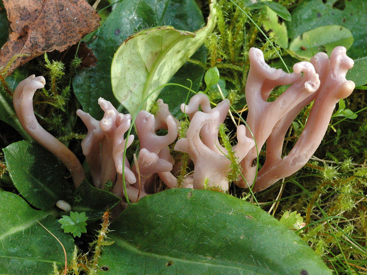 Clavaria zollingeri