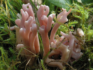 Clavaria zollingeri