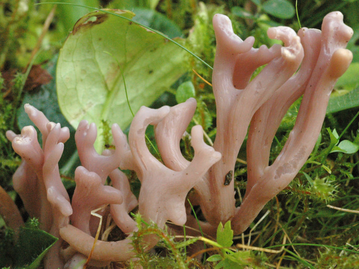 Clavaria zollingeri