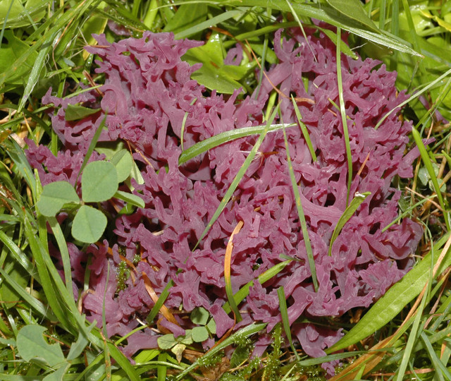 Clavaria zollingeri