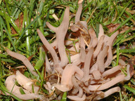 Clavaria fumosa