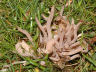 Clavaria fumosa