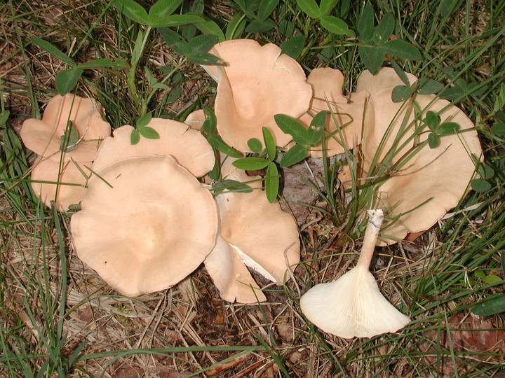 Clitocybe gibba