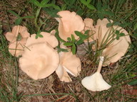 Clitocybe gibba