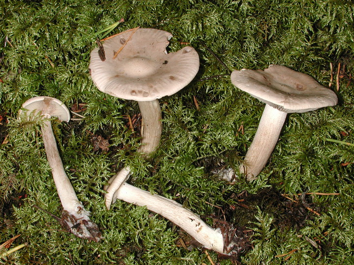 Clitocybe inornata