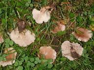 Clitocybe dealbata