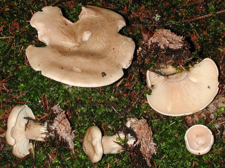 Clitocybe alexandri