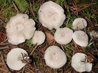 Clitocybe candicans