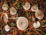 Clitocybe vibecina